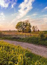 Tree in field