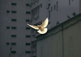 choose-to-challenge-an-introduction-to-women-peace-and-security_asset_sunyu-jhqbxsoruxa-unsplash