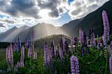Decorative image of flowers in New Zealand