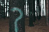 Decorative image of trees with a question mark in graffiti paint for an article