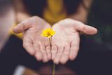 Decorative image of hands holding flower for article