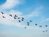 Decorative image of flock of birds for article