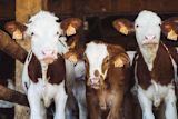this-is-why-denmark-sweden-and-germany-are-considering-a-meat-tax_asset_annie-spratt-jmjnnq2xfoy-unsplash