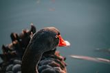 how-to-discover-and-combat-a-black-swan-event_asset_photo-1546646368-01b7ec2242c8