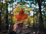 Participante canadiense