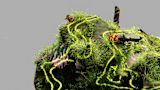 Decorative AI generated image of a rock with plants and insects with bright pixelated lines running over it