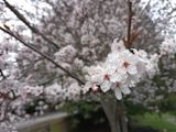 Decorative image of blossom for article