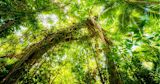 Decorative image of trees for article