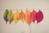 Decorative image of leaves changing colour for article