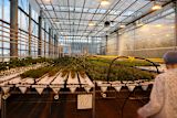 urban-farming-has-arrived-heres-four-ways-to-make-a-success-of-it_asset_25161009277_831e8cf7df_k-1