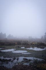 a swamp