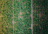Aerial view of a banana plantation in Spain