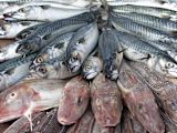 fishazam-public-private-partnership_asset_6195352047_2d9bfb1d54_b-1
