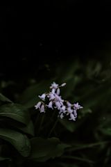 why-we-need-the-wild_asset_annie-spratt-oledxwz66ze-unsplash