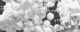 Decorative image of a group of white balloons