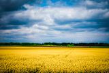 Decorative image of a field for article