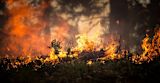 the-amazon-is-burning-heres-how-to-protect-tropical-environments_asset_forest-fire-2268729_1280