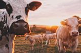 behavioural-science-is-helping-keep-argentinas-cattle-healthy_asset_stijn-te-strake-udhpcfimq9y-unsplash