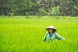 in-this-philippines-village-you-can-swap-plastic-waste-for-rice_asset_rice-farm