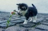 Decorative image of cat for article