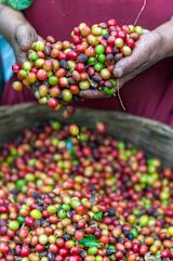Sustainable Coffee