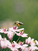 A bee collects pollen from a flower