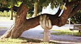 Decorative image of wooden hand holding up tree for article