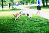 data-driven-park-planning_asset_death_to_stock_park_6