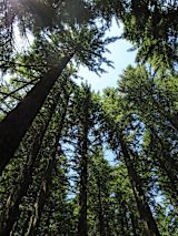 noaa-unsplash-climate-trees