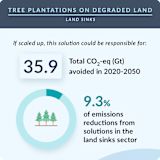 37. Tree plantations on degraded land