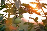 Decorative image of tomato on vine for article