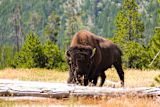 we-have-outlawed-wilderness-can-rewilding-bring-it-back_asset_chloe-leis-bsp9pjgr4tu-unsplash-1