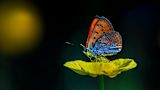 Decorative image of a butterfly