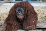 woman-in-government-be-a-political-animal_asset_orangutan