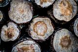 Decorative image of tree rings for article