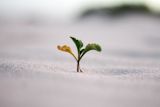 Sprout growing on beach