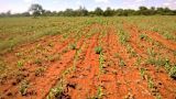 east-african-agricultural-markets-moving-mobile-phones_asset_2kuza-pic