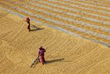 Decorative image of women in crops for article