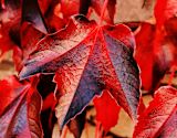 Decorative image of autumn leaves