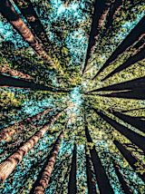 Decorative image of trees from below for article
