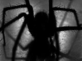 meet-arachnid-crawler-hunting-child-abuse-photos-across-web_asset_spi