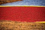 20-years-wisconsin-gets-cranberry-research-centre_asset_6549020873_c3db4e65af_o-1024x669