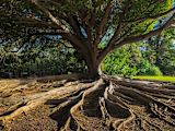 Decorative image of banyan tree for article