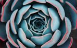 Decorative image of plant for article