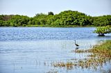 Florida marsh — Karl Callwood