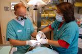 holocaust-survivors-get-free-dentistry-no-cost-state_asset_dentist-1025338_1280-1024x680