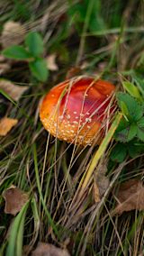 Decorative image of mushroom in forest for article