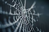 arachnid-tech-program-child-abuse_asset_nicolas-picard-lp8stmf9ha-unsplash-1