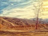 Decorative image of a bare tree in the desert for article