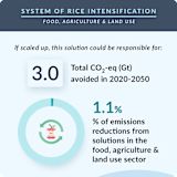 36. System of Rice Intensification